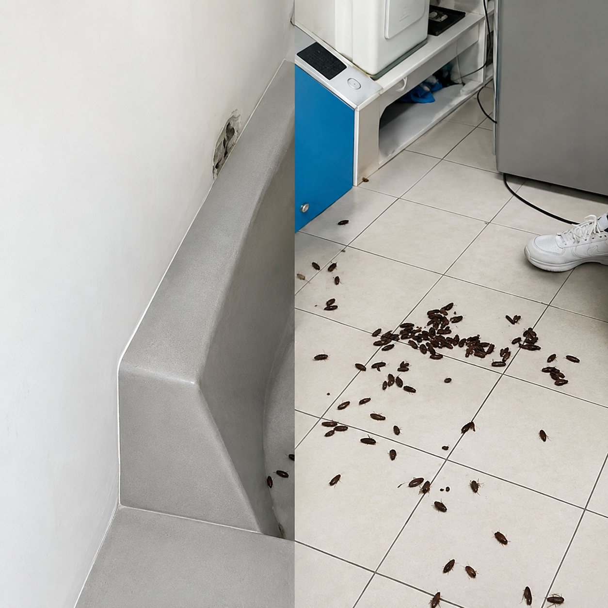 Roach Repellent Tablets – Keep Cockroaches Away🪳