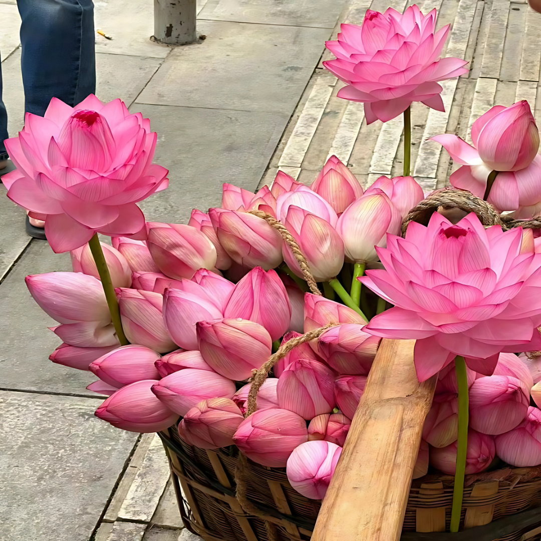 Bonsai Lotus Flower Seeds – produckpk