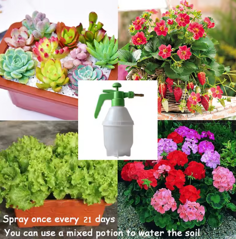 Flower Growth Seeds